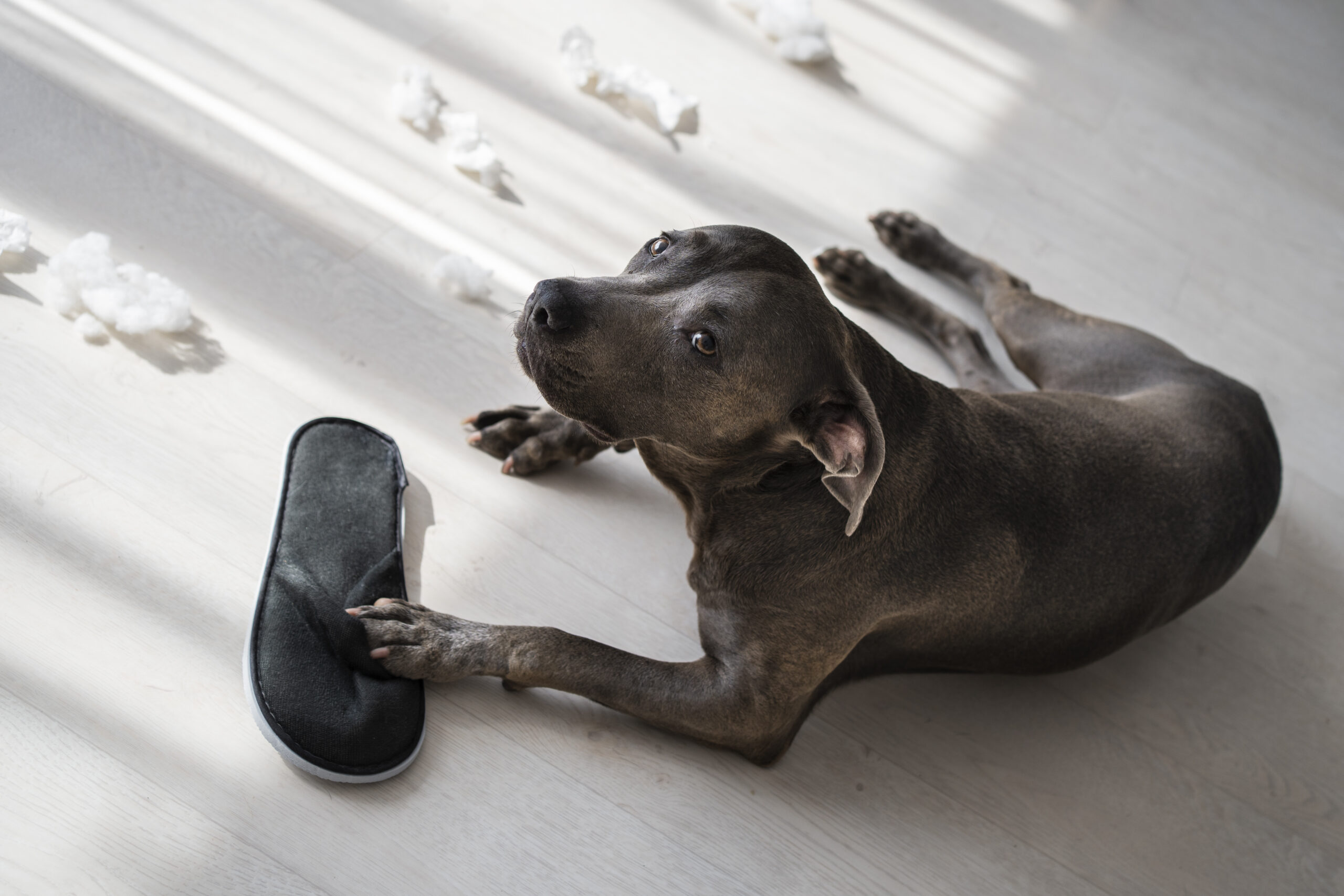 Imagem destaque: Pets em Condomínios: Como Garantir uma Convivência Saudável